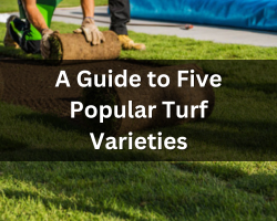 Turf Varieites